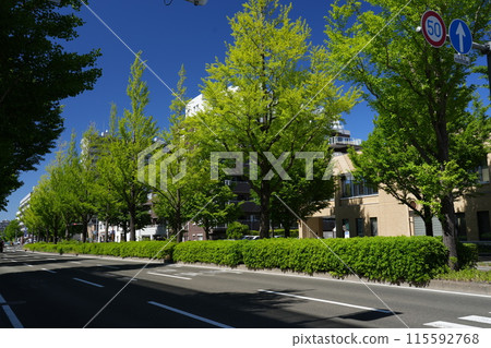 Early summer streets and ginkgo trees 115592768