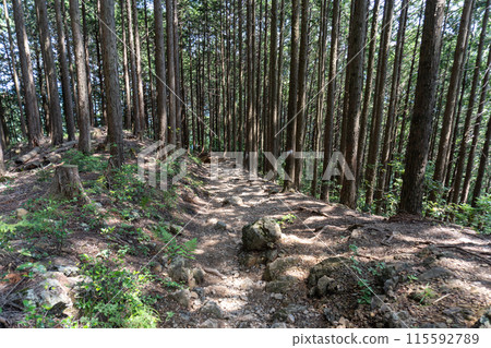 從Bonoori山到蒙特內哥羅、岩竹石山、曾嶽山的山路景色。 從Bonoori山到蒙特內哥羅、岩竹石山、曾嶽山的山路景色。 115592789