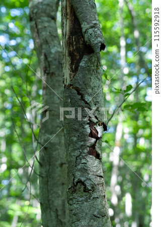 A tree trunk with peeling bark 115592918