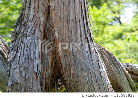 A forked tree with a thick layer of bark 115592922