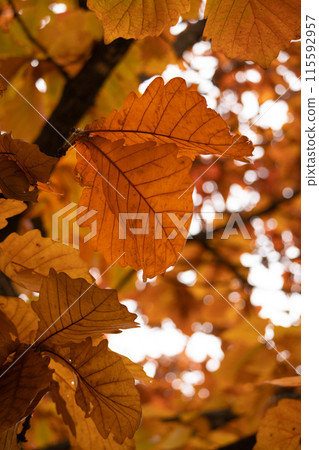 秋天的柏⑤ 115592957