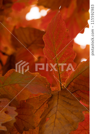 秋天的柏⑦ 115592983