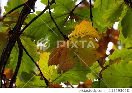 秋柏 (12) 115593028