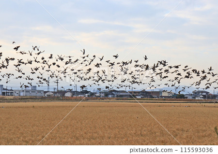 A flock of migratory ducks, pintails, flying into a rice field A flock of migratory ducks, pintails, flying into a rice field 115593036