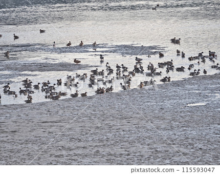 A flock of wild birds, pintails, flying to a waterside in winter A flock of wild birds, pintails, flying to a waterside in winter 115593047