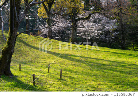 [Japan's 100 Famous Castles] Kochi Castle in spring - Morning sun shines on the slopes of Mt. Kochi, Kochi Prefecture 115593367