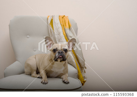 A bulldog dog lies in a cozy armchair with a brightly colored cloth on its back and stares attentively at the camera. 115593368