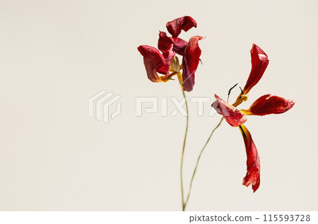 Withered tulips. Dried flower arrangement. 115593728