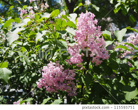 粉紅色的丁香花 115593751