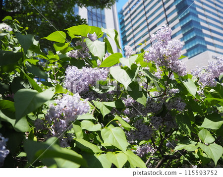 紫色淡紫色花 紫色淡紫色花 115593752