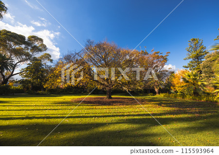 Williamstown Botanic Gardens in Melbourne Australia Williamstown Botanic Gardens in Melbourne Australia 115593964