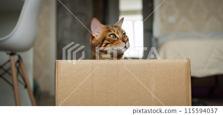 A cute red cat sits inside a cardboard box in the living room. 115594037