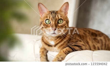A red Bengal cat lies on the bed at home. 115594042