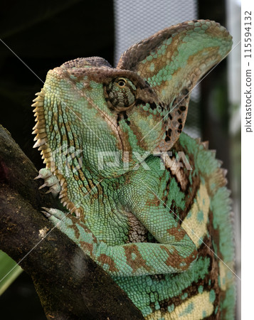 A detailed view of a chameleon in a natural habitat A detailed view of a chameleon in a natural habitat 115594132