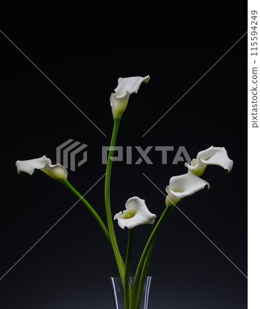 White Cala lily over dark background, beautiful white flower on black background 3 White Cala lily over dark background, beautiful white flower on black background 3 115594249