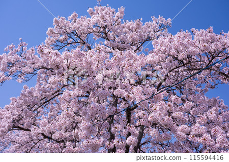 Cherry blossoms in full bloom shining in the blue sky Cherry blossoms in full bloom shining in the blue sky 115594416