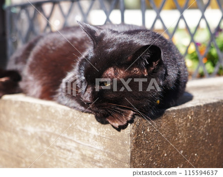 柿田川公園的貓 柿田川公園的貓 115594637