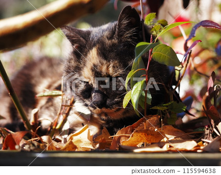 柿田川公園的貓 115594638