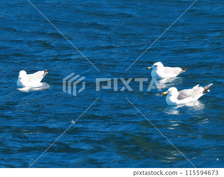 海鷗家族 115594673