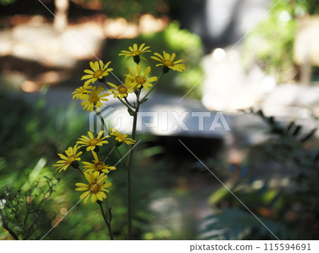 三島大社內的花 115594691