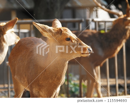 The deers of the sacred deer garden in the grounds of Mishima Taisha Shrine The deers of the sacred deer garden in the grounds of Mishima Taisha Shrine 115594693