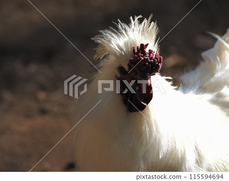 Chickens in the sacred garden in the grounds of Mishima Taisha Shrine 115594694