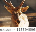 The deers of the sacred deer garden in the grounds of Mishima Taisha Shrine 115594696