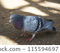 Mishima Taisha Shrine pigeon 115594697