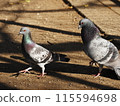 Mishima Taisha Shrine pigeon 115594698