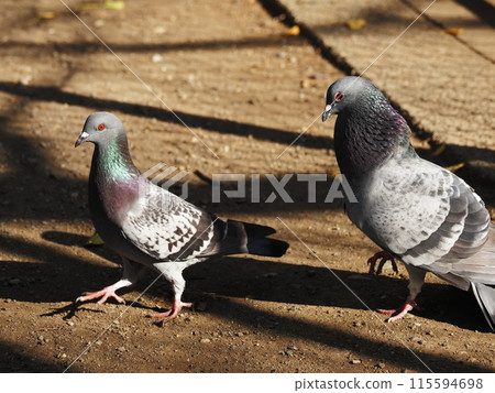 三島大社神社鴿 三島大社神社鴿 115594698