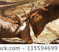 The deers of the sacred deer garden in the grounds of Mishima Taisha Shrine 115594699