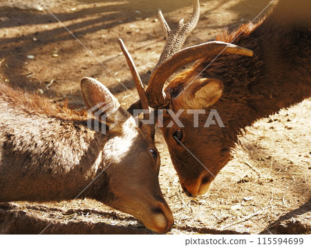 The deers of the sacred deer garden in the grounds of Mishima Taisha Shrine The deers of the sacred deer garden in the grounds of Mishima Taisha Shrine 115594699