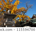 Ginkgo trees in the grounds of Mishima Taisha Shrine 115594700