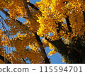 Ginkgo trees in the grounds of Mishima Taisha Shrine 115594701