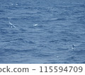 Flying fish of Mikomoto Island 115594709