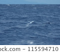 Flying fish of Mikomoto Island 115594710