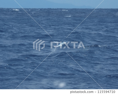 Flying fish of Mikomoto Island 115594710