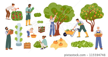Farmers harvest fruits and vegetables. Crop picking season. Happy people with wooden crates and baskets. Gardeners pluck apple from trees. Garden bed and berry shrubs. Garish vector set 115594748