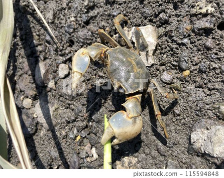 "Foot crab" in the Edogawa Floodway 115594848