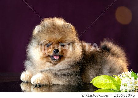 Adorable fluffy Pomeranian Spitz puppy lies on a mirror table with reflection. Dark purple background.  115595079