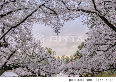 Heart-shaped cherry blossoms at Hirosaki Castle 115595248
