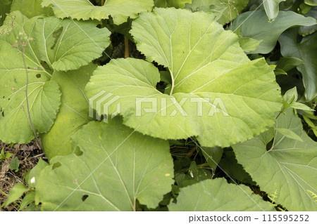 Lush and green butterbur leaves Lush and green butterbur leaves 115595252