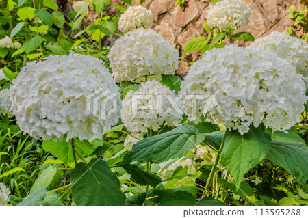 明日香的直徑很小 115595288