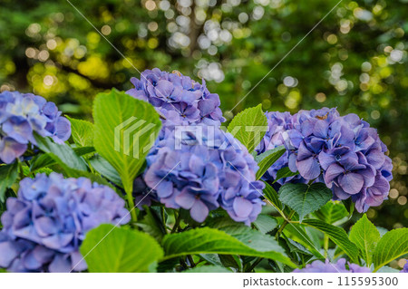 Asuka's small diameter Asuka's small diameter 115595300