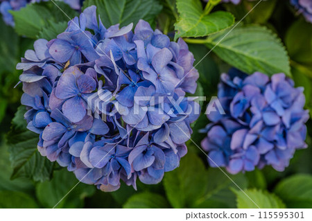 Asuka's small diameter 115595301