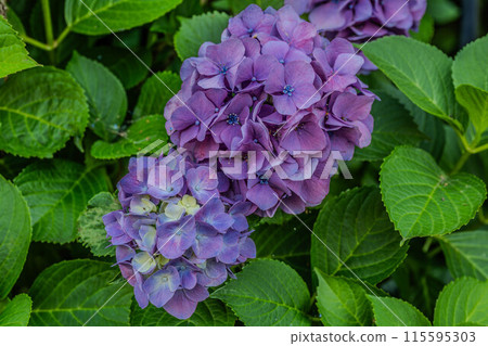 明日香的直徑很小 明日香的直徑很小 115595303