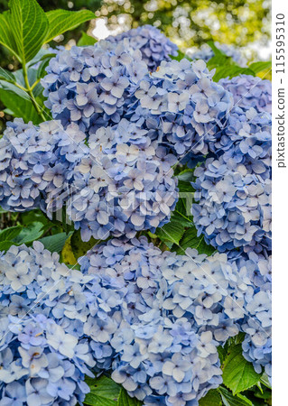 Asuka's small diameter 115595310