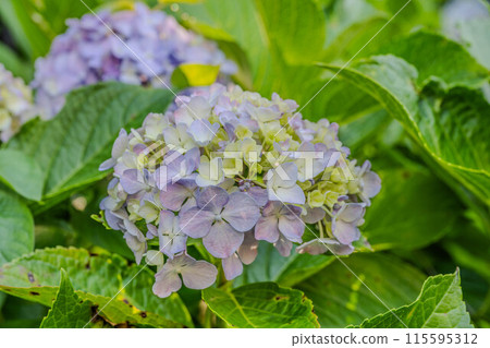 明日香的直徑很小 115595312