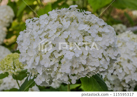 明日香的直徑很小 明日香的直徑很小 115595317