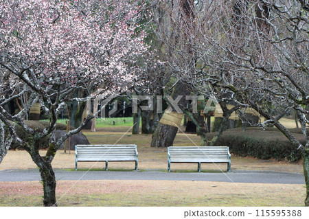 A park with plum blossoms in full bloom A park with plum blossoms in full bloom 115595388